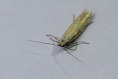 Pleurota