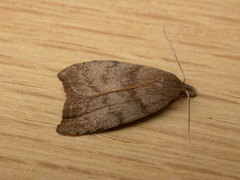 Tortricopsis euryphanella