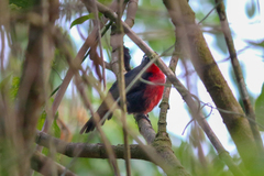 Rhodinocichla rosea