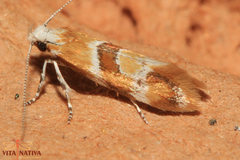 Epicallima mercedella