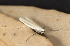 Pleurota