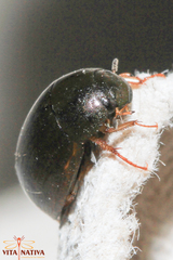 Hydrobius