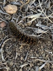 Hemileuca eglanterina