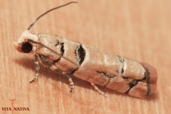 Blastesthia tessulatana