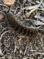 Hemileuca eglanterina