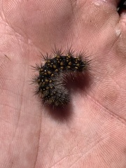 Hemileuca eglanterina