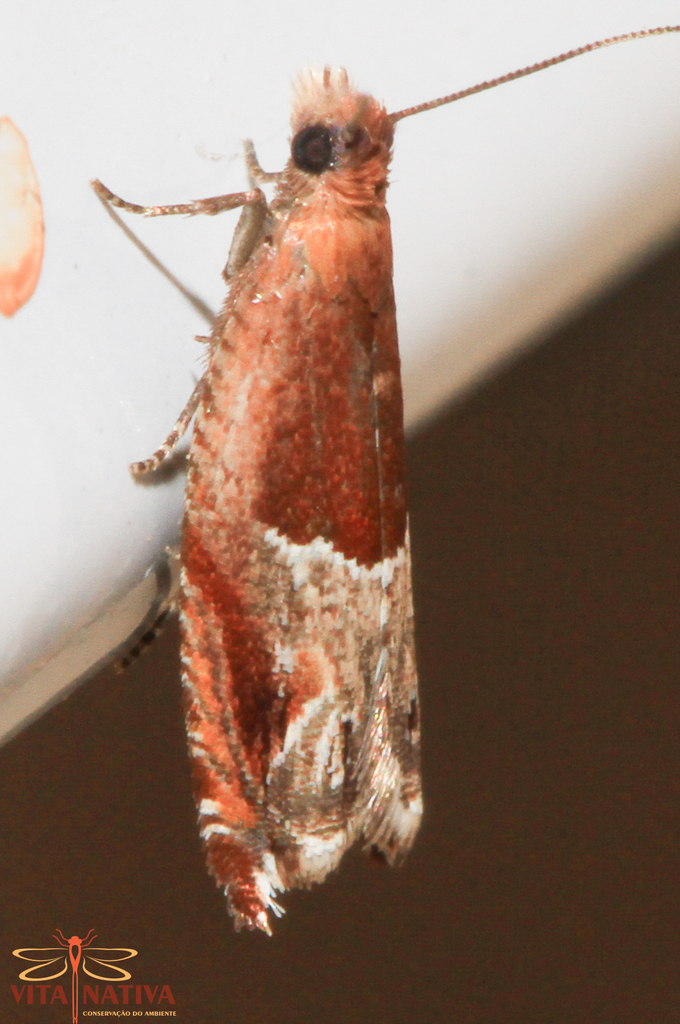 Ancylis sparulana