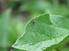 Aetole unipunctella