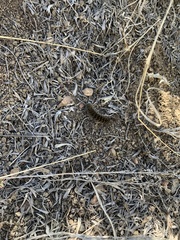 Hemileuca eglanterina