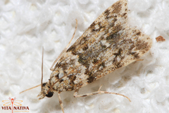 Eudonia lineola