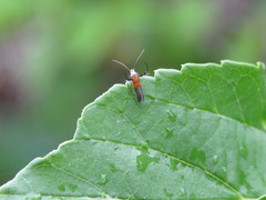 Aetole unipunctella