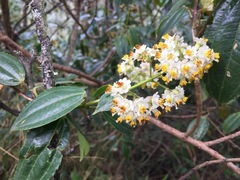 Miconia crocea