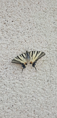 Iphiclides