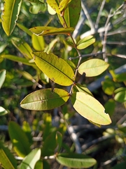 Qualea parviflora