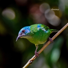 Dacnis cayana