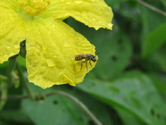 Halictus lutescens