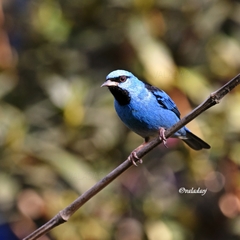 Dacnis cayana