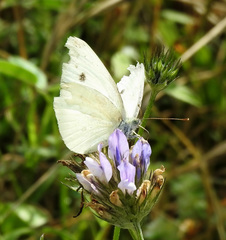 Pieris rapae
