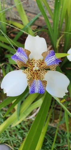 Trimezia northiana