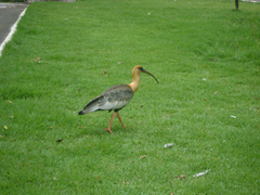 Theristicus caudatus