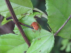 Hyperinae