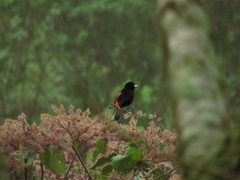 Ramphocelus flammigerus flammigerus