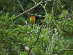 Ramphocelus flammigerus flammigerus