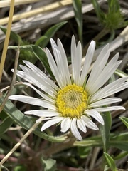 Townsendia grandiflora