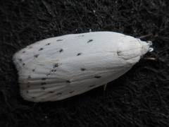 Scythropiodes approximans