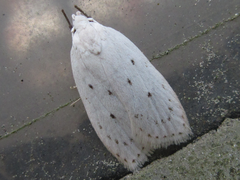 Scythropiodes approximans