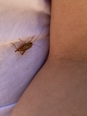 Pristoceuthophilus pacificus