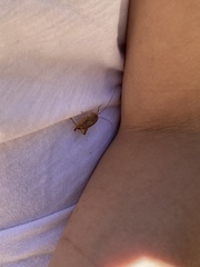 Pristoceuthophilus pacificus