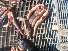 Genypterus chilensis