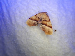 Plagodis phlogosaria