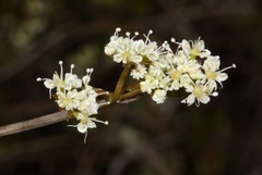 Scandia geniculata