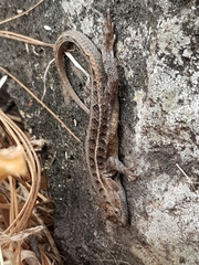 Sceloporus dixoni