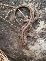 Sceloporus dixoni