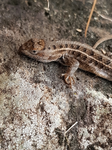 San Gabriel Bunchgrass Lizard