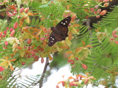 Polygonus leo arizonensis