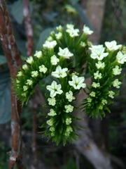 Tournefortia bicolor