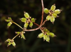 Scandia geniculata