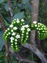 Tournefortia bicolor