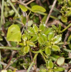 Scandia geniculata