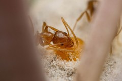 Nylanderia terricola