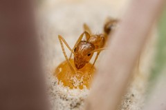 Nylanderia terricola