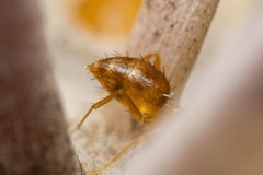 Nylanderia terricola