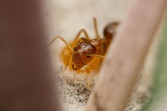 Nylanderia terricola