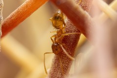 Nylanderia terricola