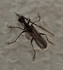 Vesperus fuentei