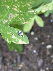 Lepiseodina conspicua